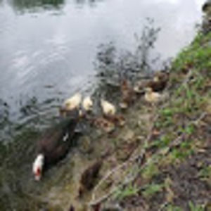 Meet your Posher, Bertha